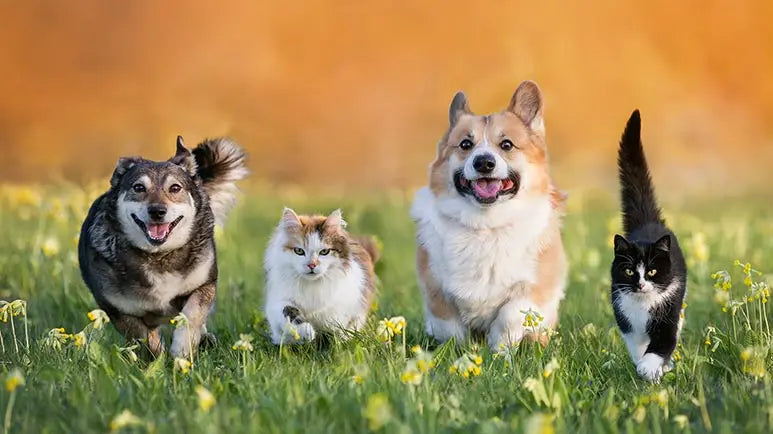 Mascotas